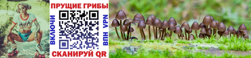 Псилоцибиновые грибы MAGIC MUSHROOMS  сайты даркнета формула  Петухово  кракен ONION 